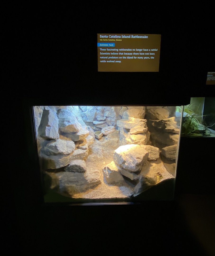 Jun. 2021 - Deserts (Slithering Hall) - Santa Catalina Island Rattlesnake Exhibit