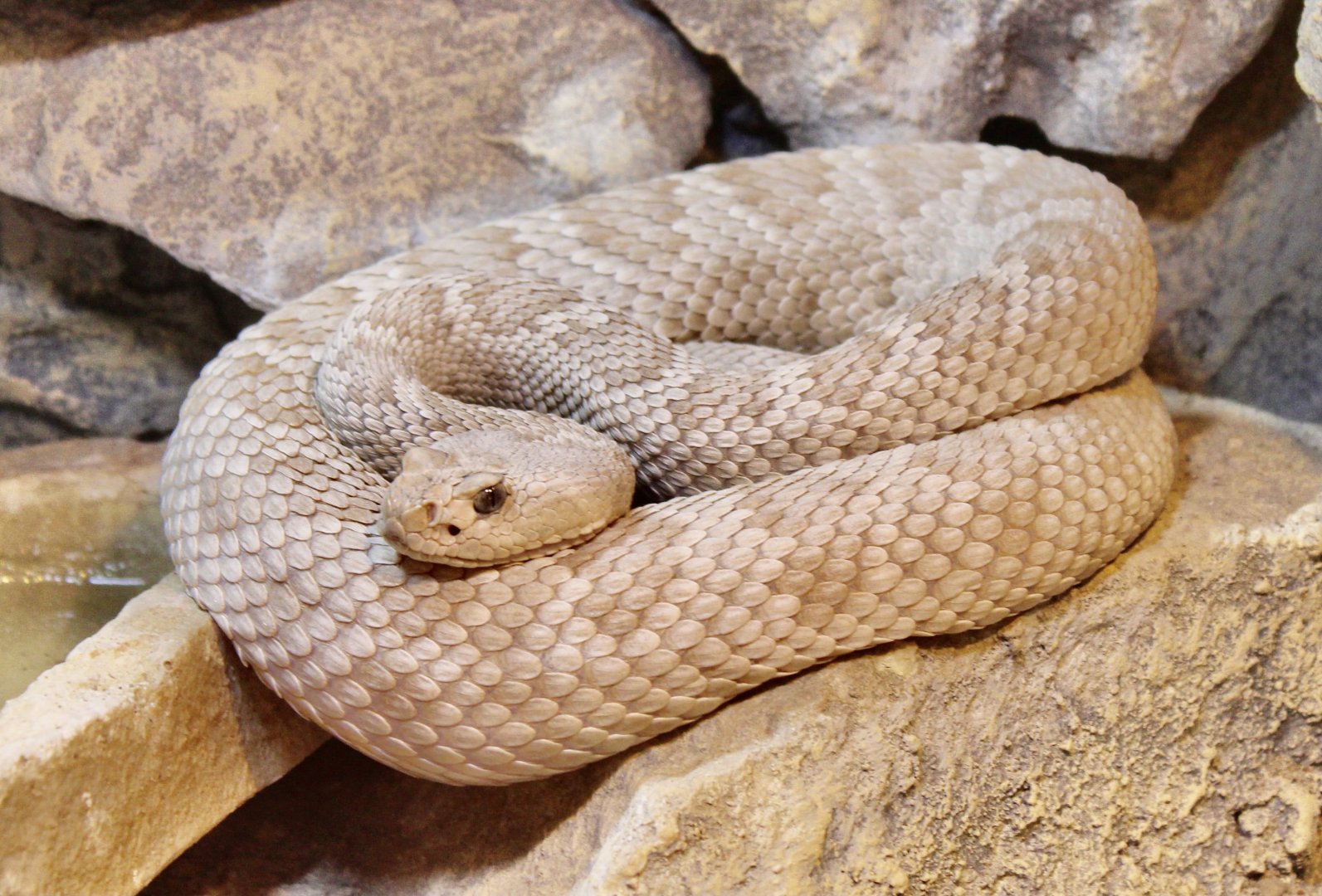 Jun. 2021 - Deserts (Slithering Hall) - Santa Catalina Island Rattlesnake