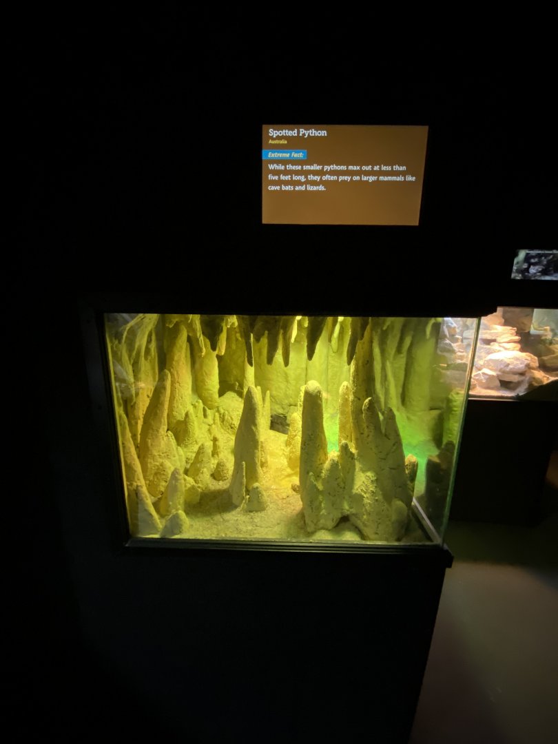 Jun. 2021 - Deserts (Slithering Hall) - Spotted Python Exhibit