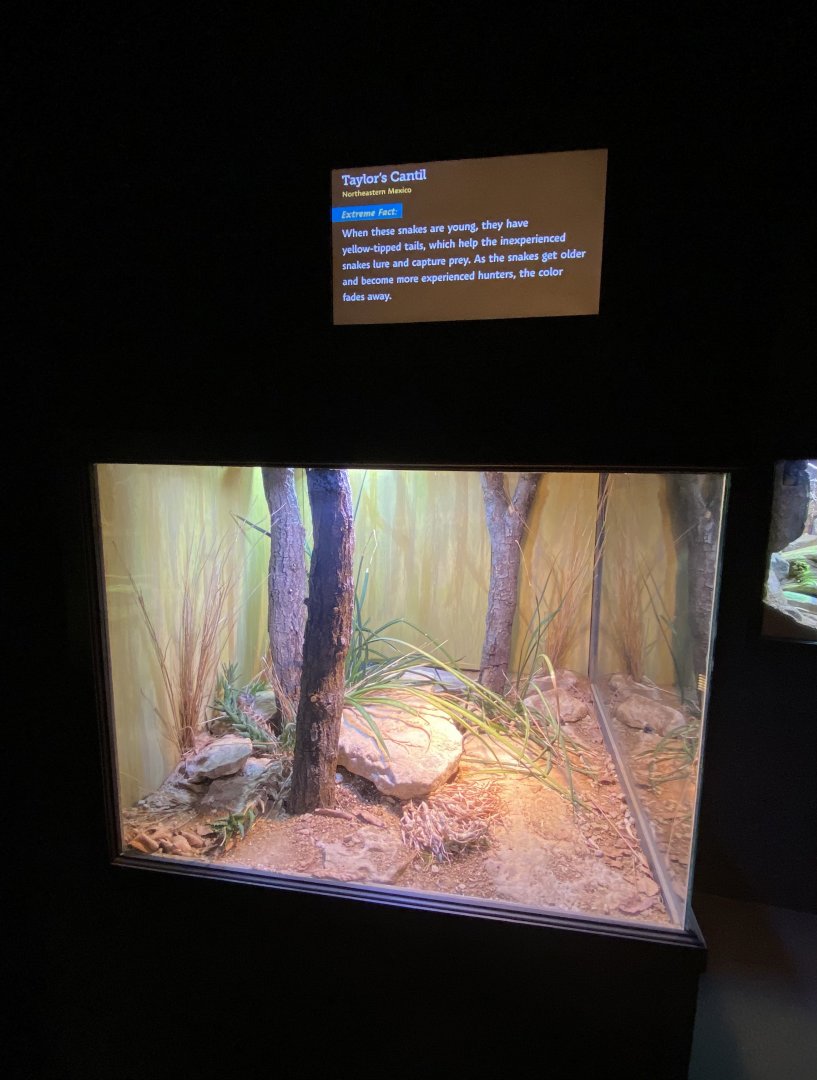 Jun. 2021 - Deserts (Slithering Hall) - Taylor’s Cantil Exhibit