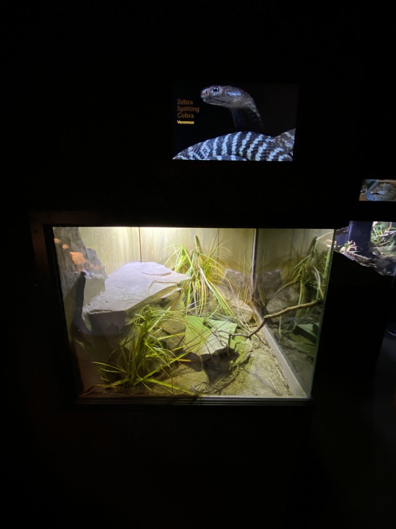 Jun. 2021 - Deserts (Slithering Hall) - Zebra Spitting Cobra Exhibit