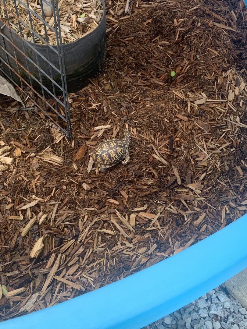Jun. 2021- Eastern box turtle