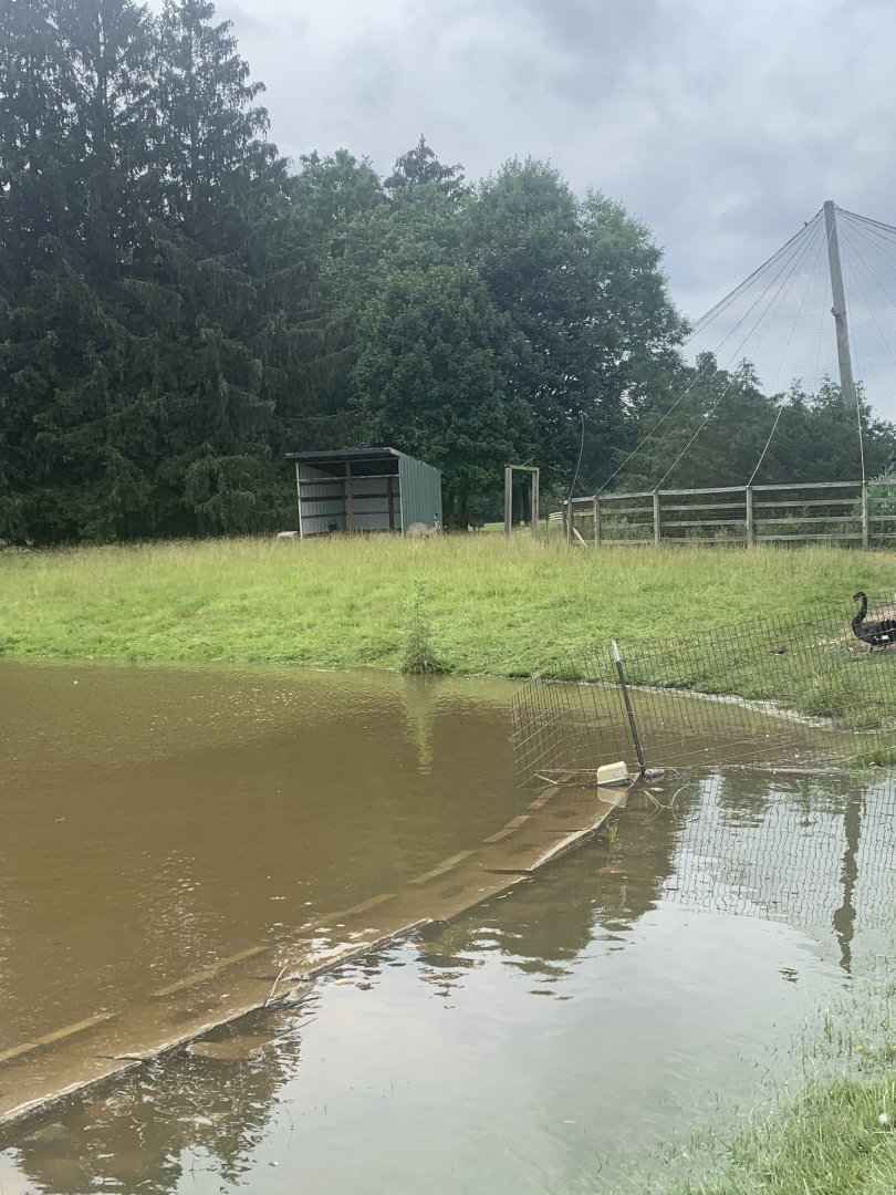 Jun. 2021- Emu enclosure