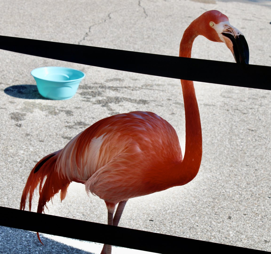 Jun. 2021 - Flights of Fancy: A Brilliance of Birds - Caribbean Flamingo (Flamingo Mingle)
