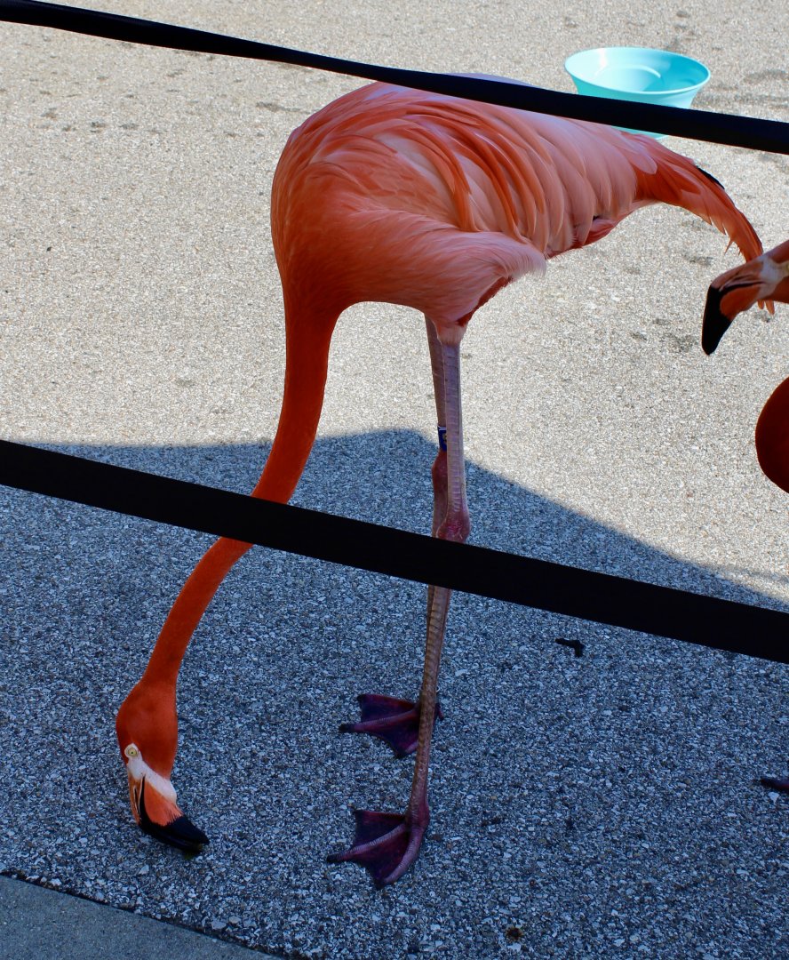 Jun. 2021 - Flights of Fancy: A Brilliance of Birds - Caribbean Flamingo (Flamingo Mingle)