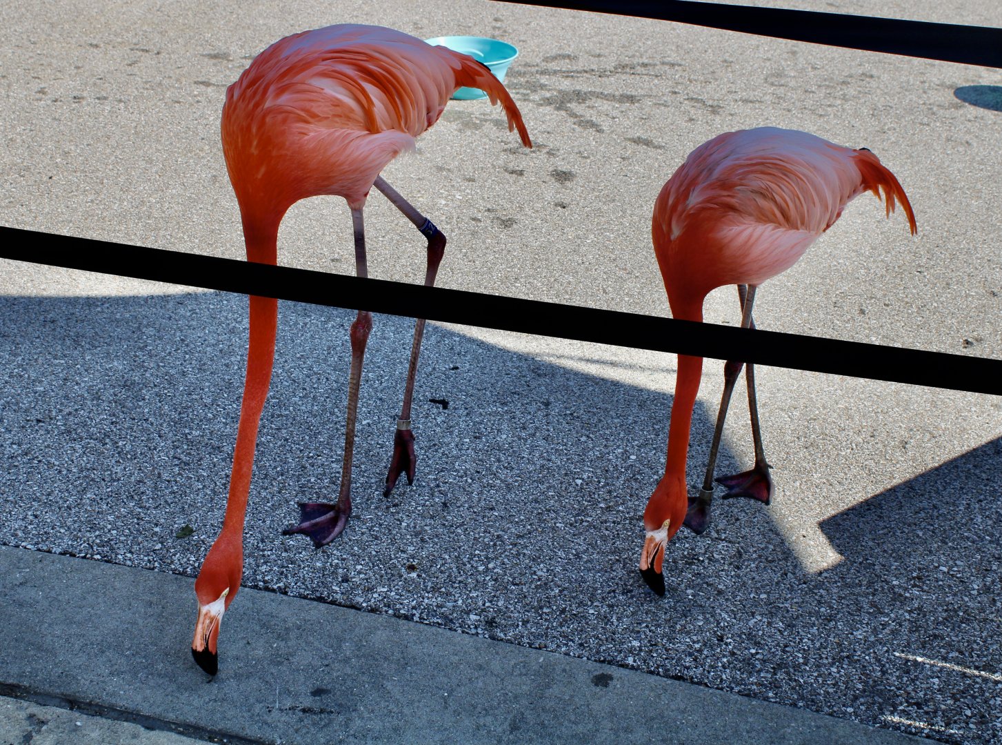 Jun. 2021 - Flights of Fancy: A Brilliance of Birds - Caribbean Flamingo (Flamingo Mingle)