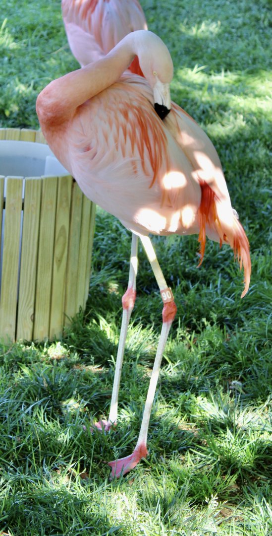 Jun. 2021 - Flights of Fancy: A Brilliance of Birds - Chilean Flamingo