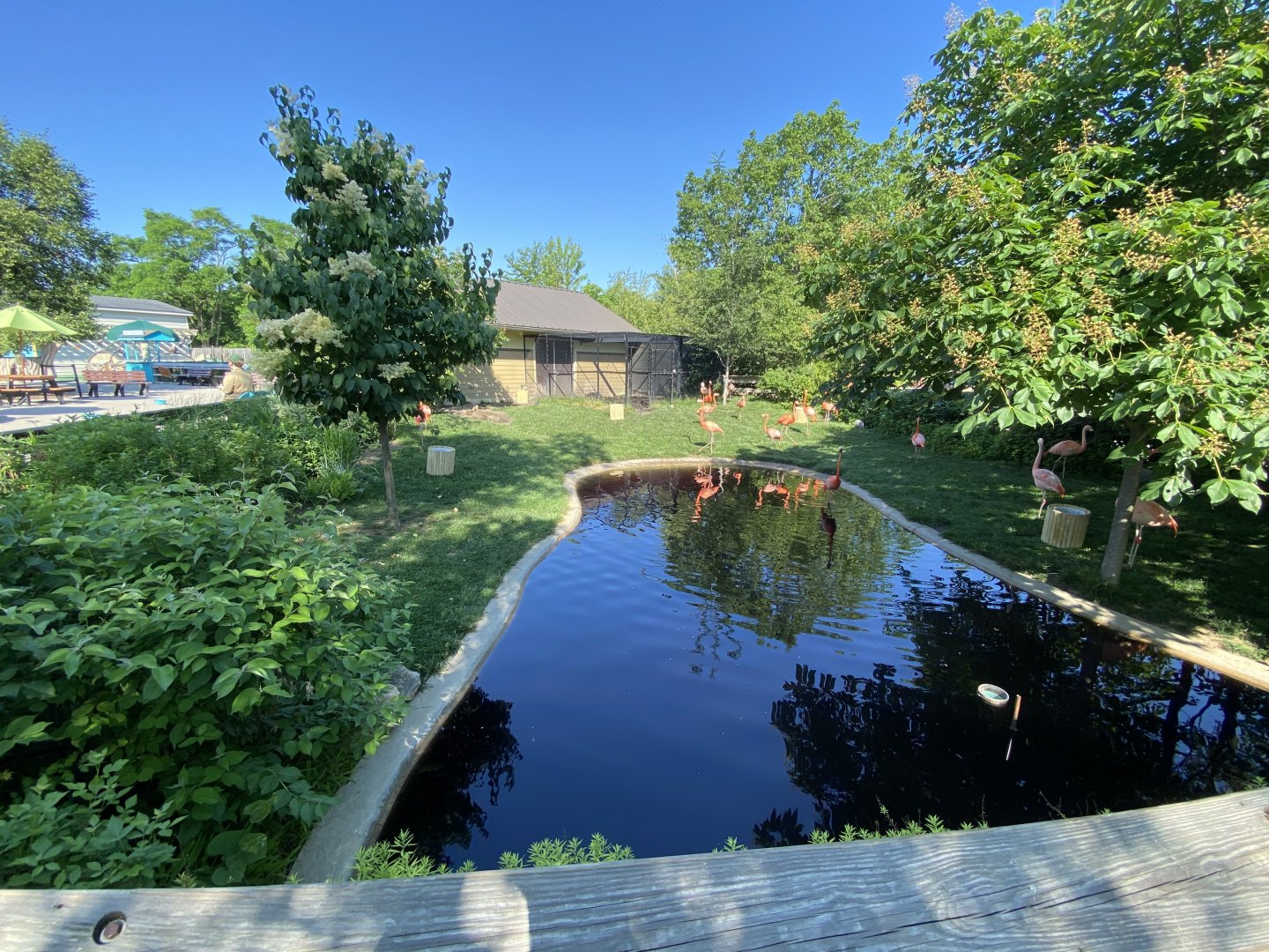Jun. 2021 - Flights of Fancy: A Brilliance of Birds - Flamingo Exhibit