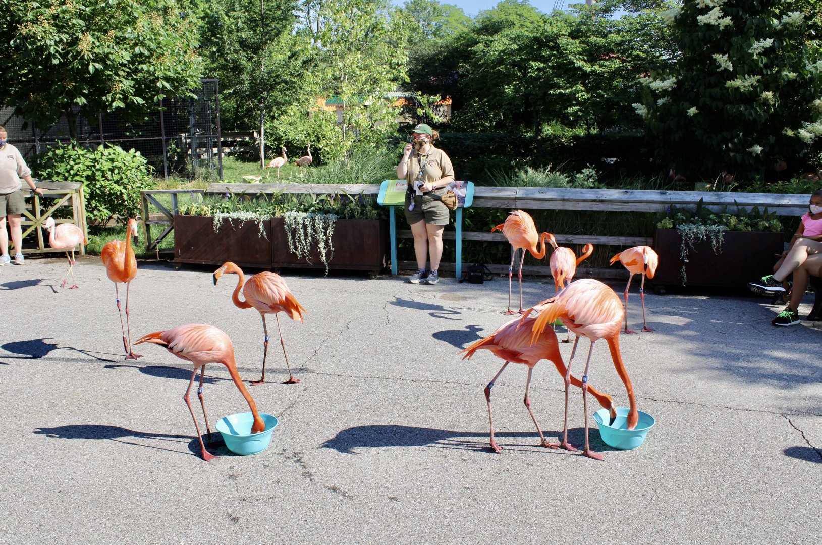 Jun. 2021 - Flights of Fancy: A Brilliance of Birds - Flamingo Mingle