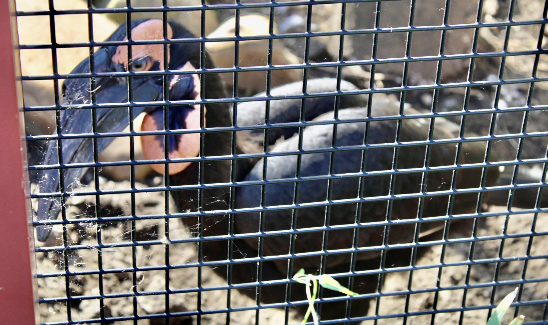 Jun. 2021 - Flights of Fancy: A Brilliance of Birds - Southern Ground Hornbill