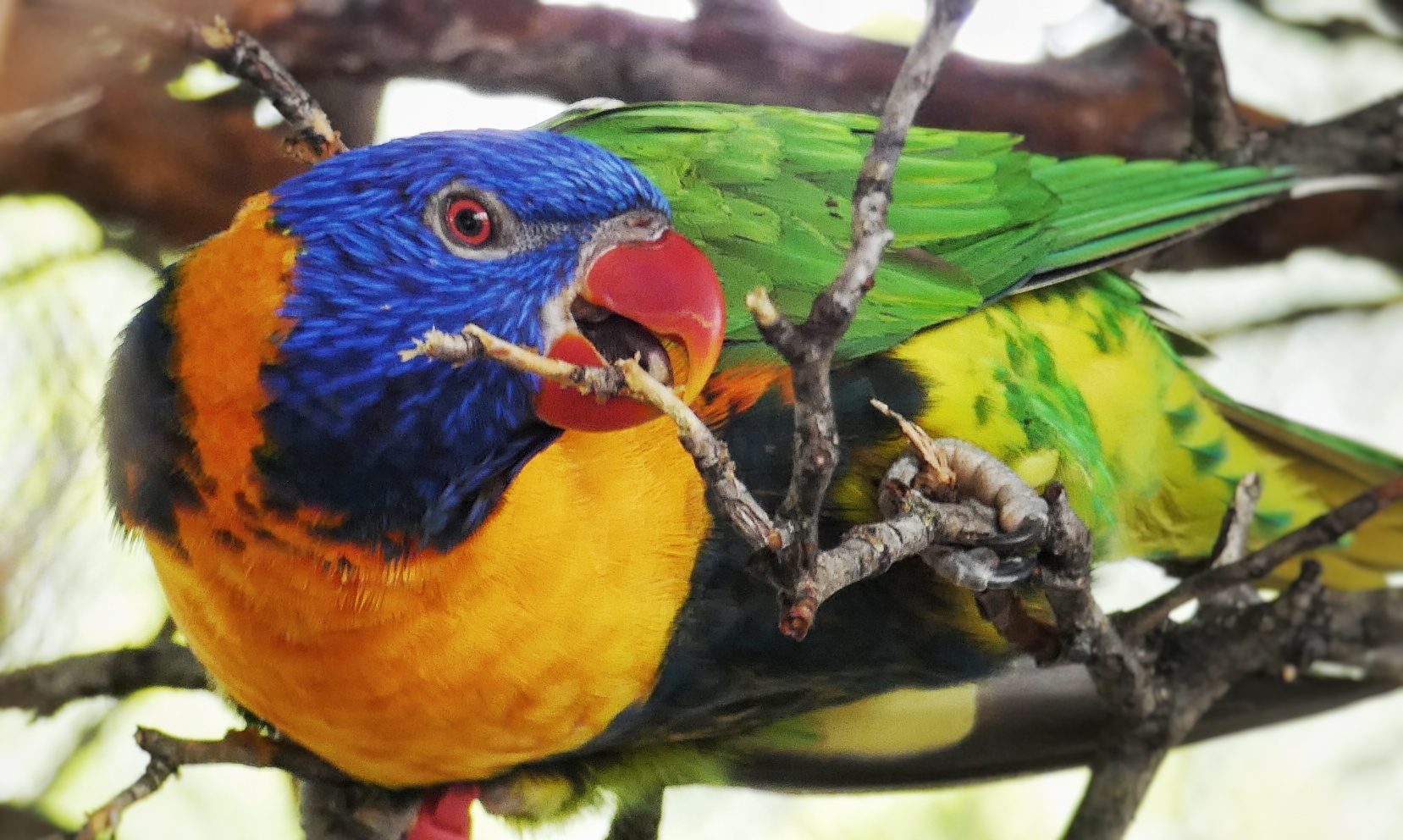 Jun. 2021 - Flights of Fancy: A Brilliance of Birds - Swainson's Lorikeet