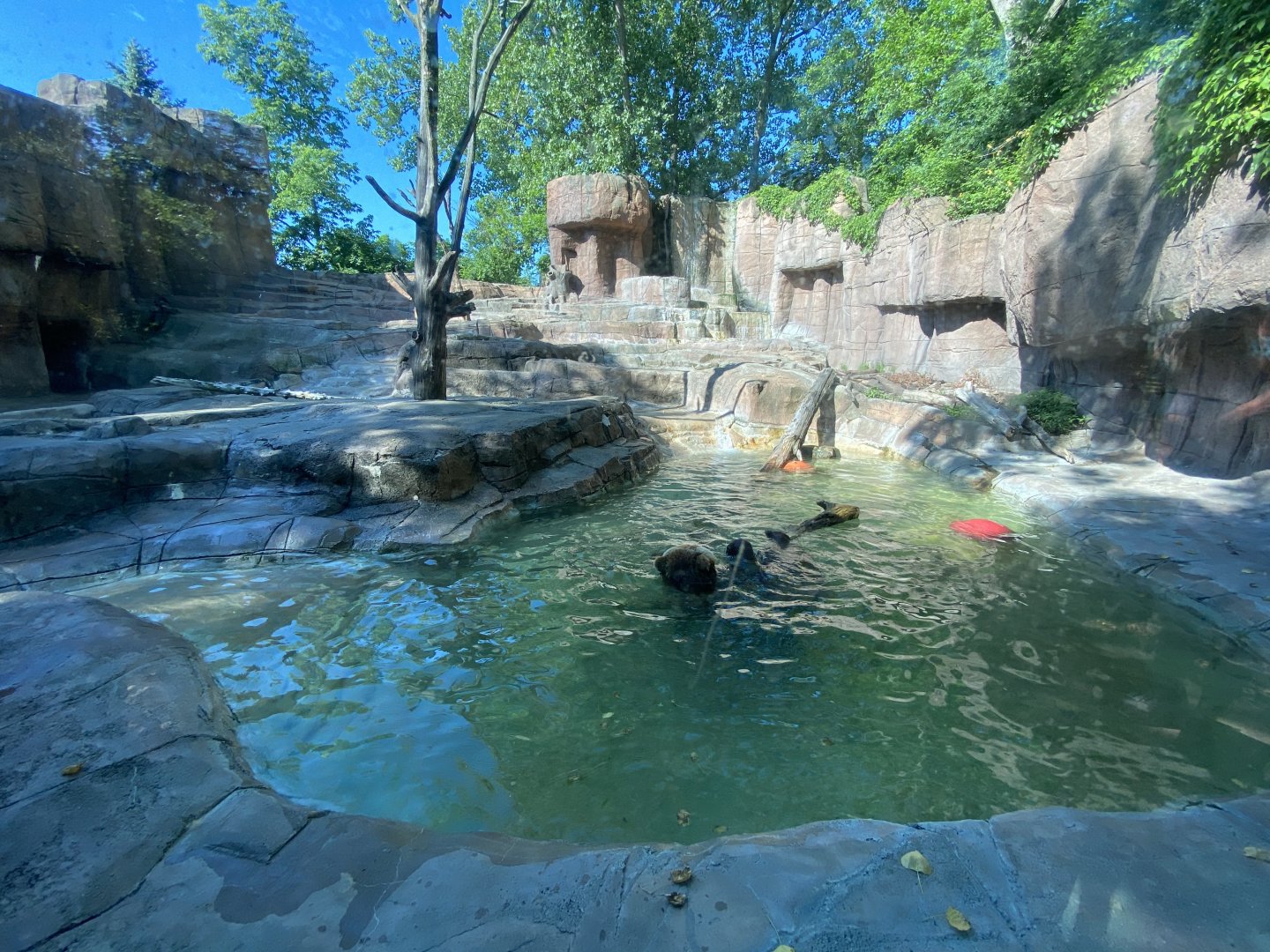 Jun. 2021 - Forests - Alaskan Brown Bear Exhibit