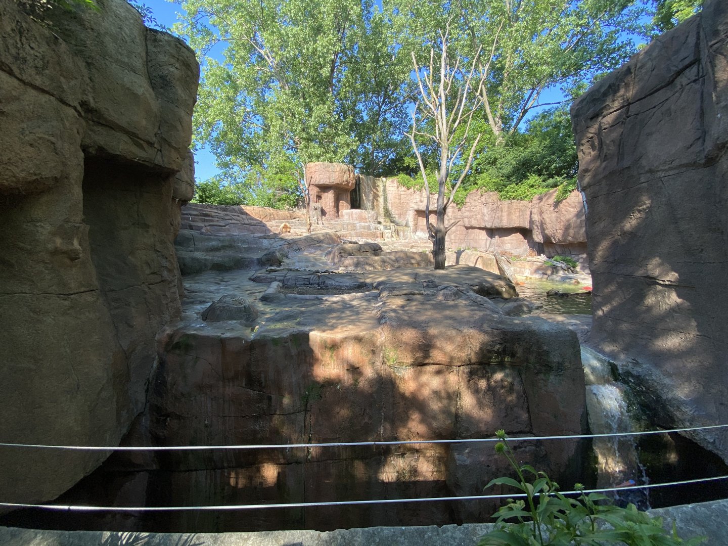 Jun. 2021 - Forests - Alaskan Brown Bear Exhibit