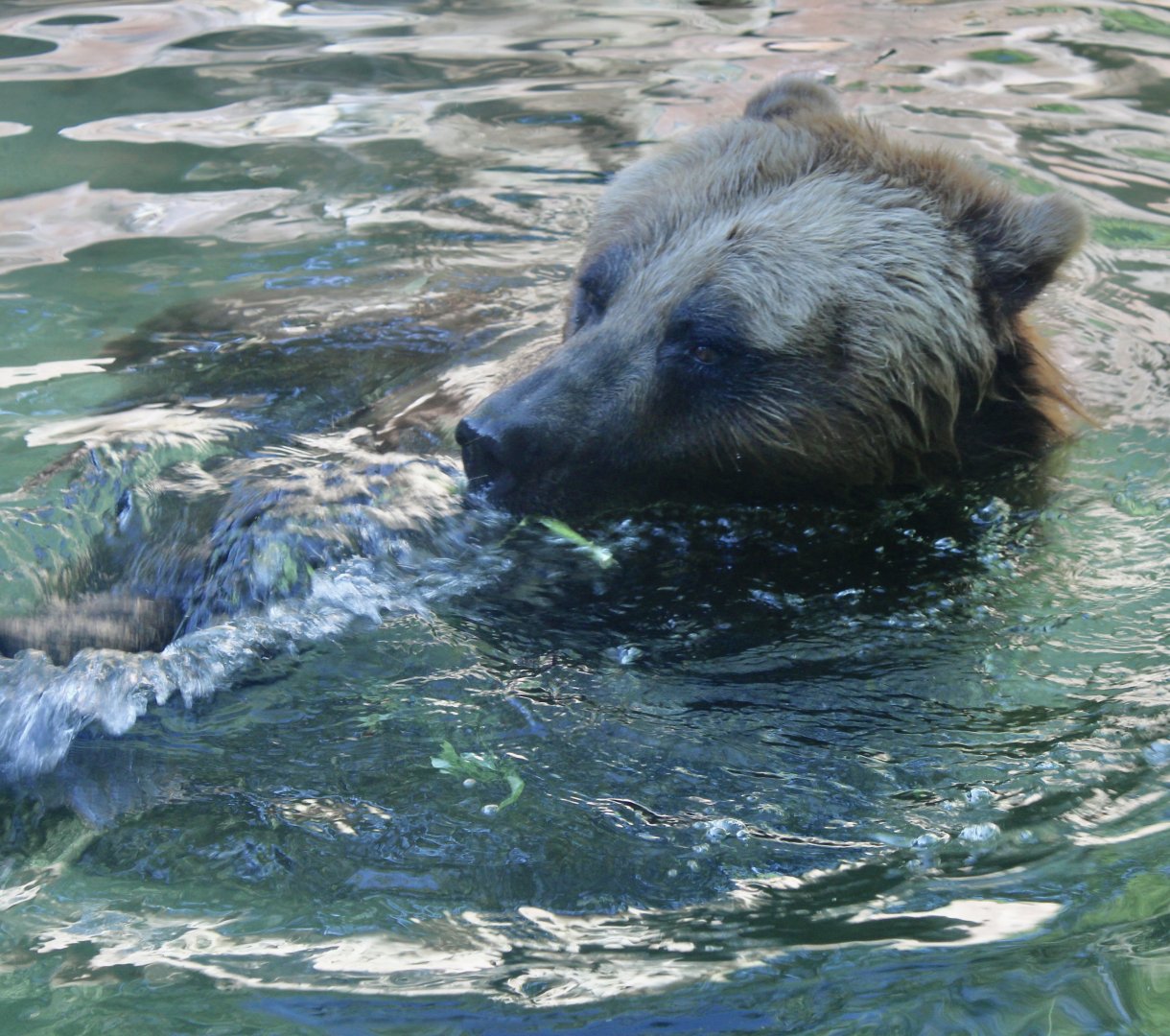 Jun. 2021 - Forests - Alaskan Brown Bear