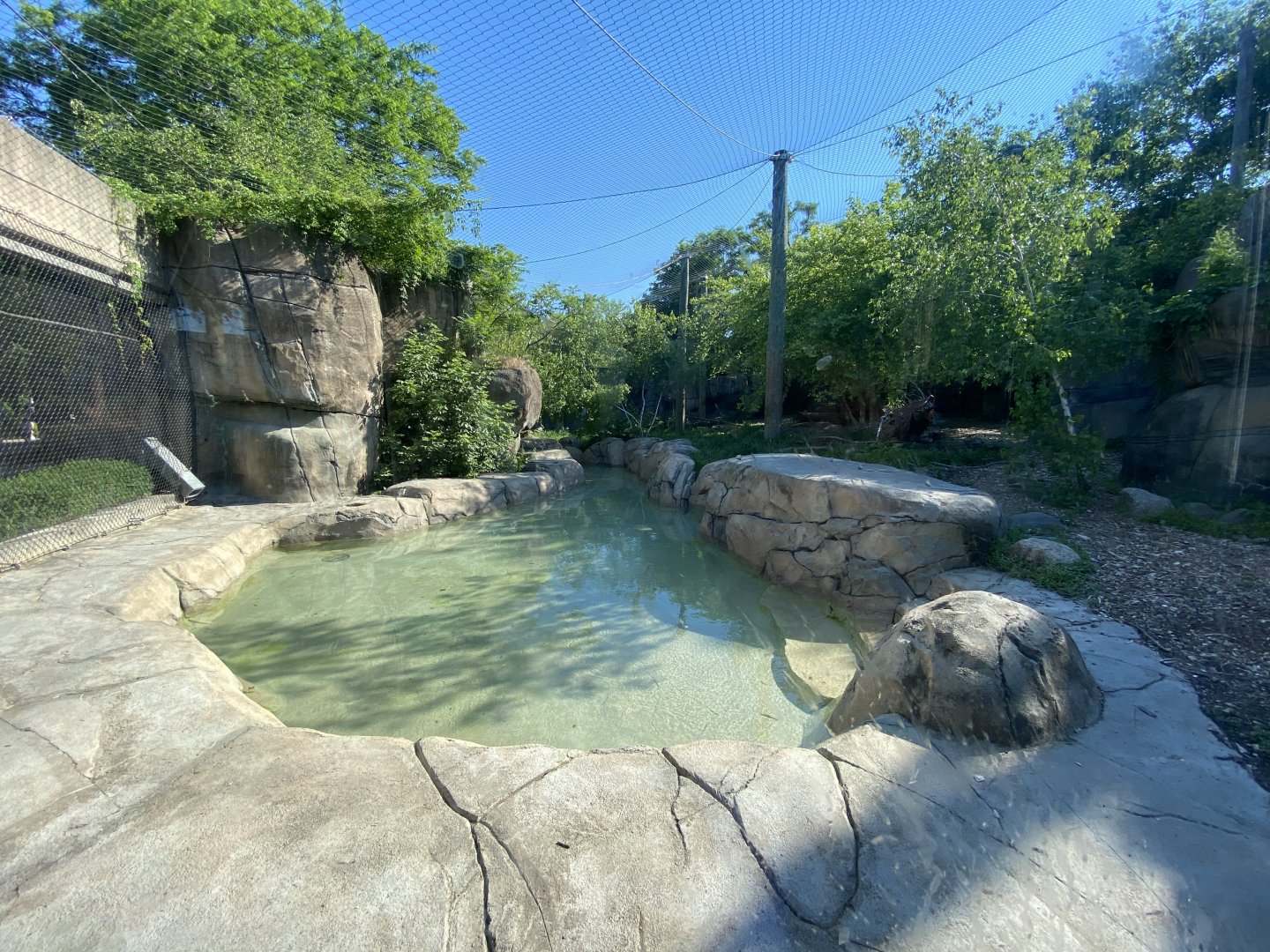 Jun. 2021 - Forests - Amur Tiger Exhibit #1
