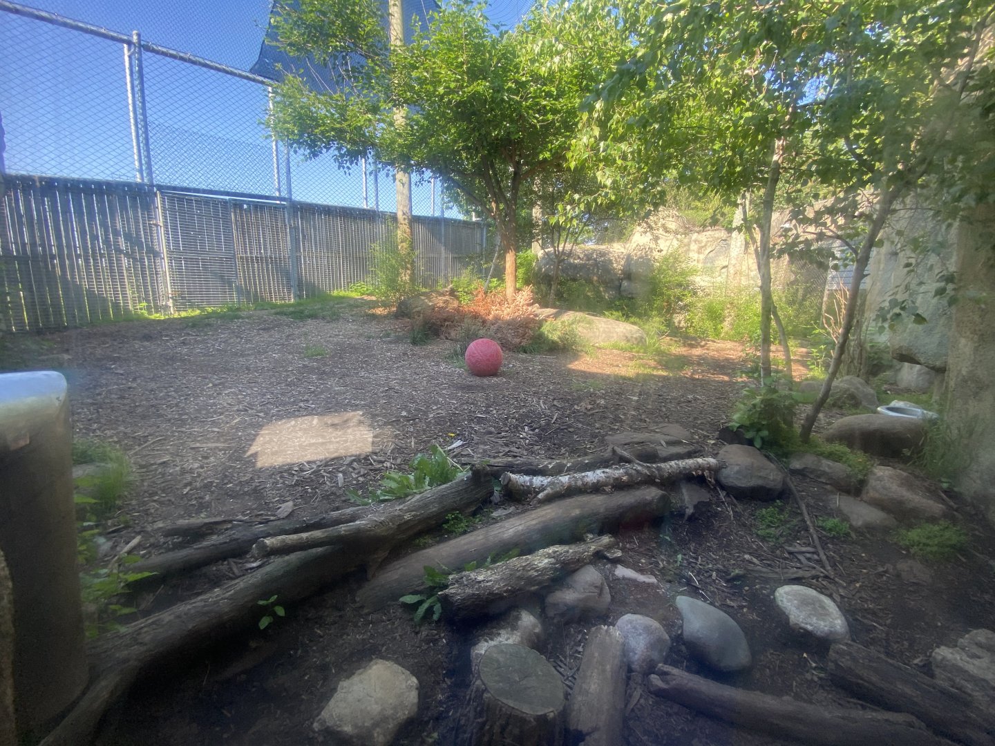 Jun. 2021 - Forests - Amur Tiger Exhibit #2