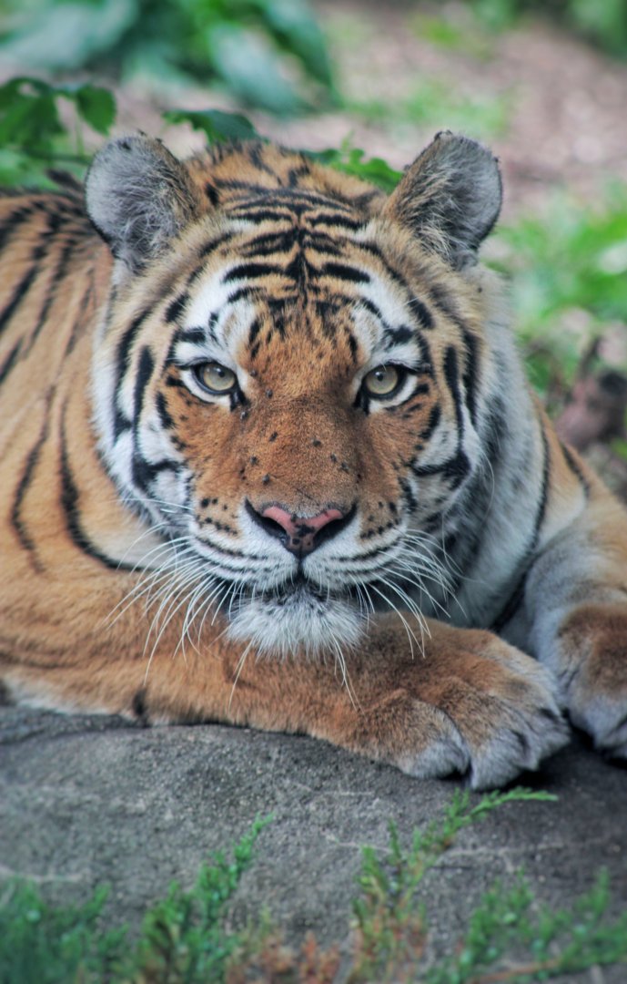 Jun. 2021 - Forests - Amur Tiger