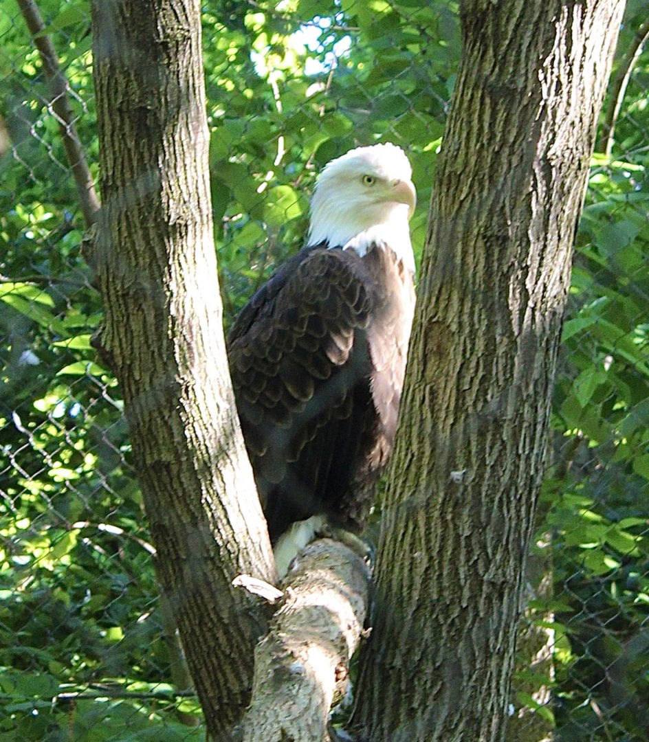 Jun. 2021 - Forests - Bald Eagle