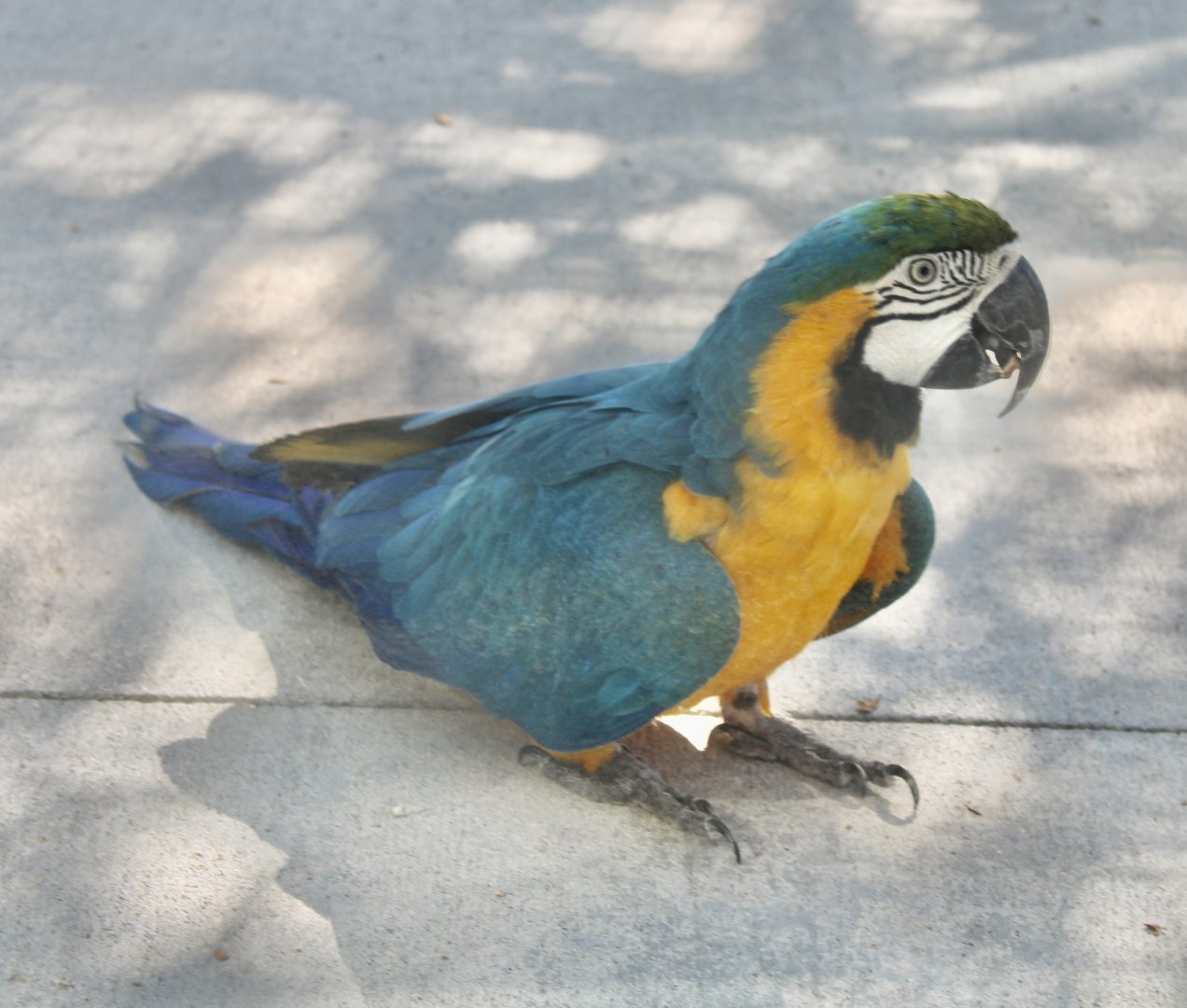 Jun. 2021 - Forests - Blue-and-Gold Macaw