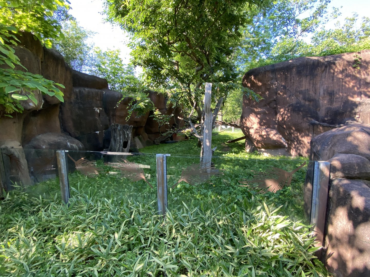 Jun. 2021 - Forests - Red Panda Exhibit