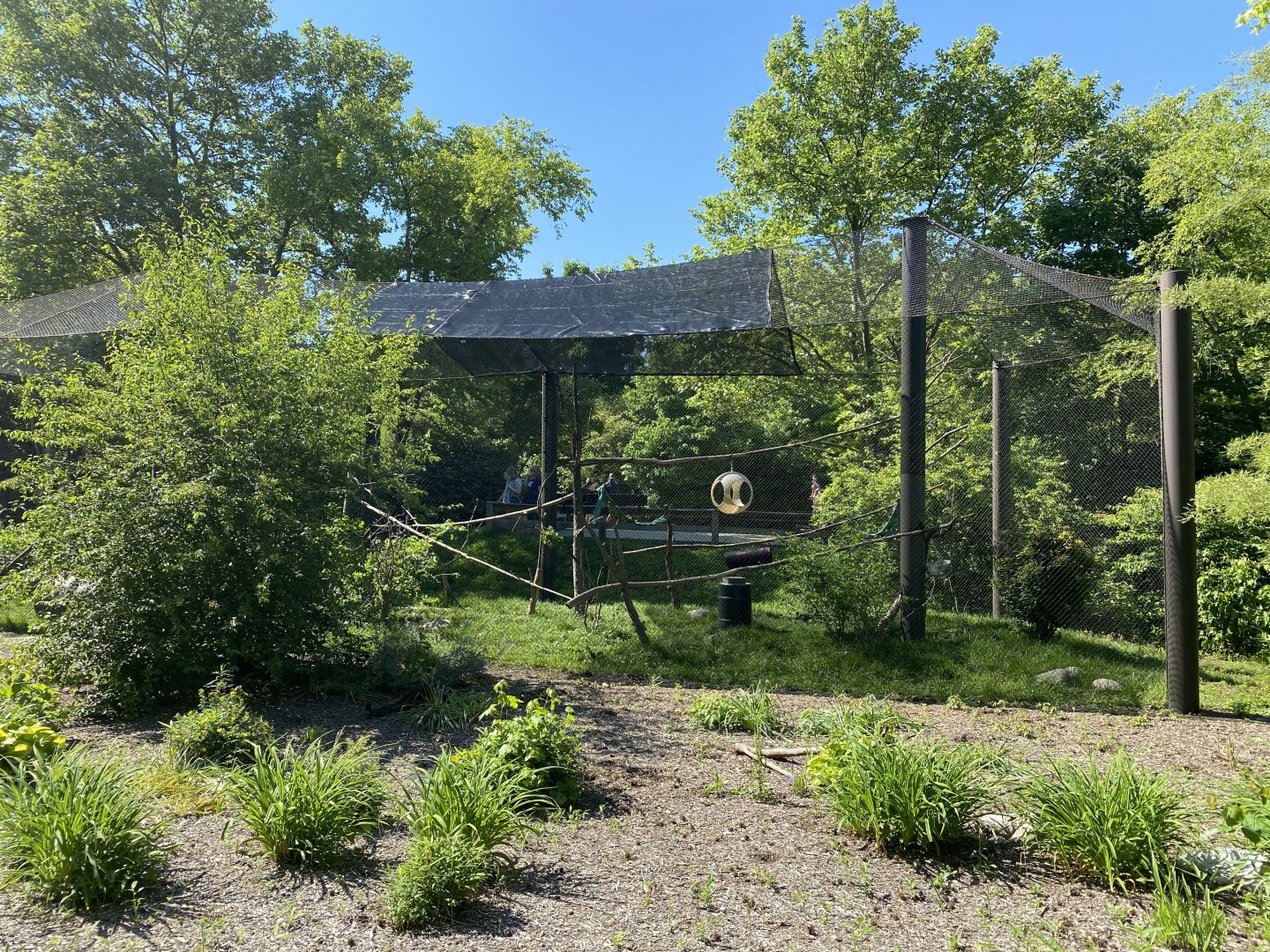 Jun. 2021 - Forests - Ring-tailed Lemur/Radiated Tortoise Exhibit