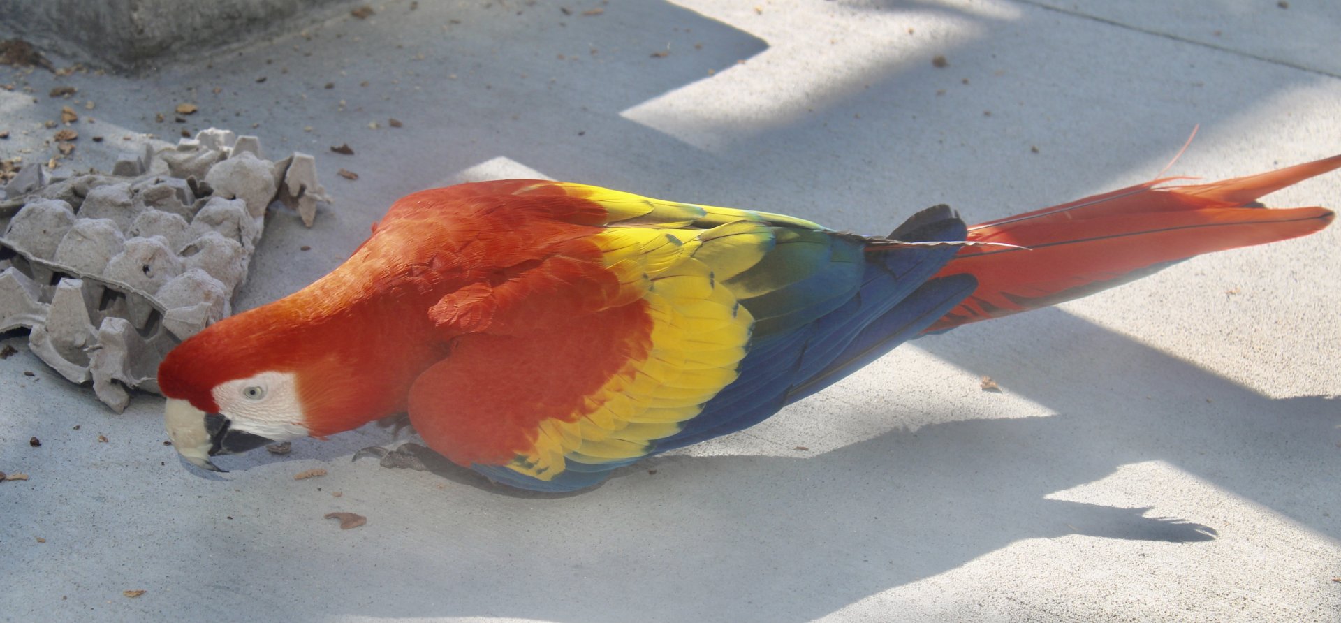 Jun. 2021 - Forests - Scarlet Macaw