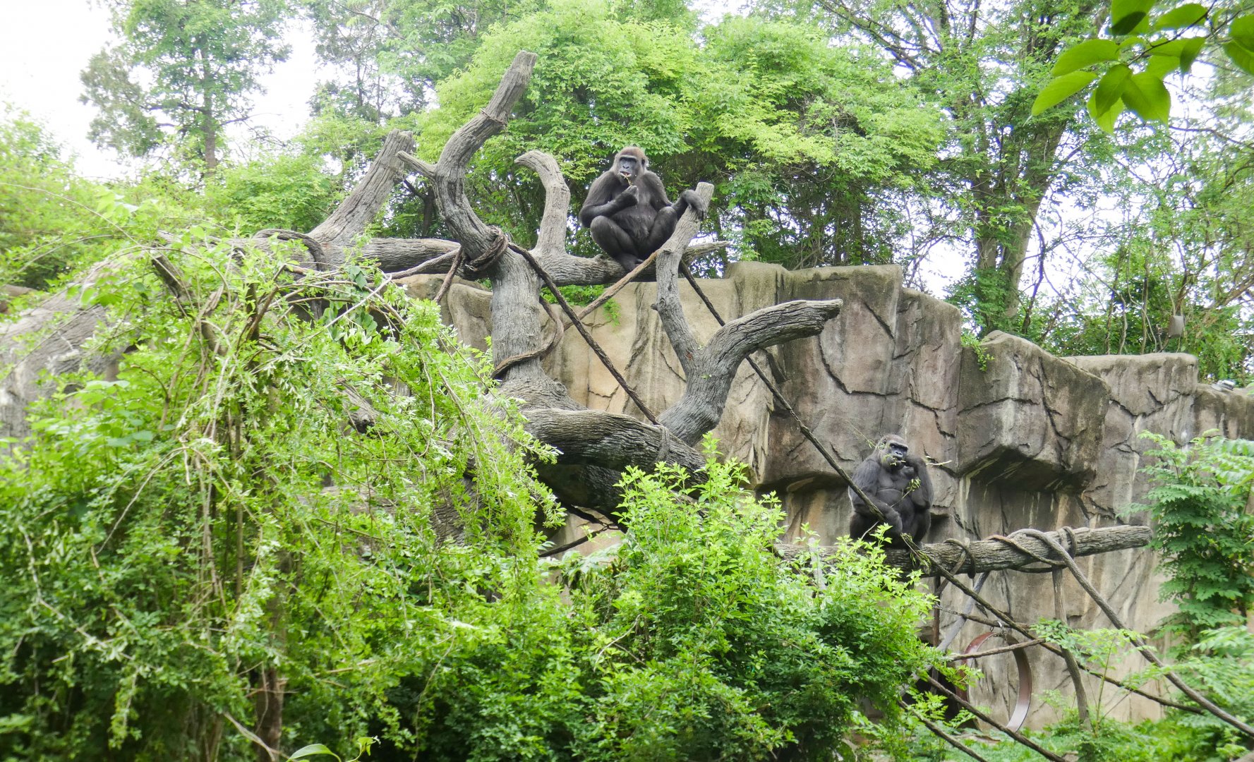 Jun. 2021 - Gorilla World - Gladys & M'linzi