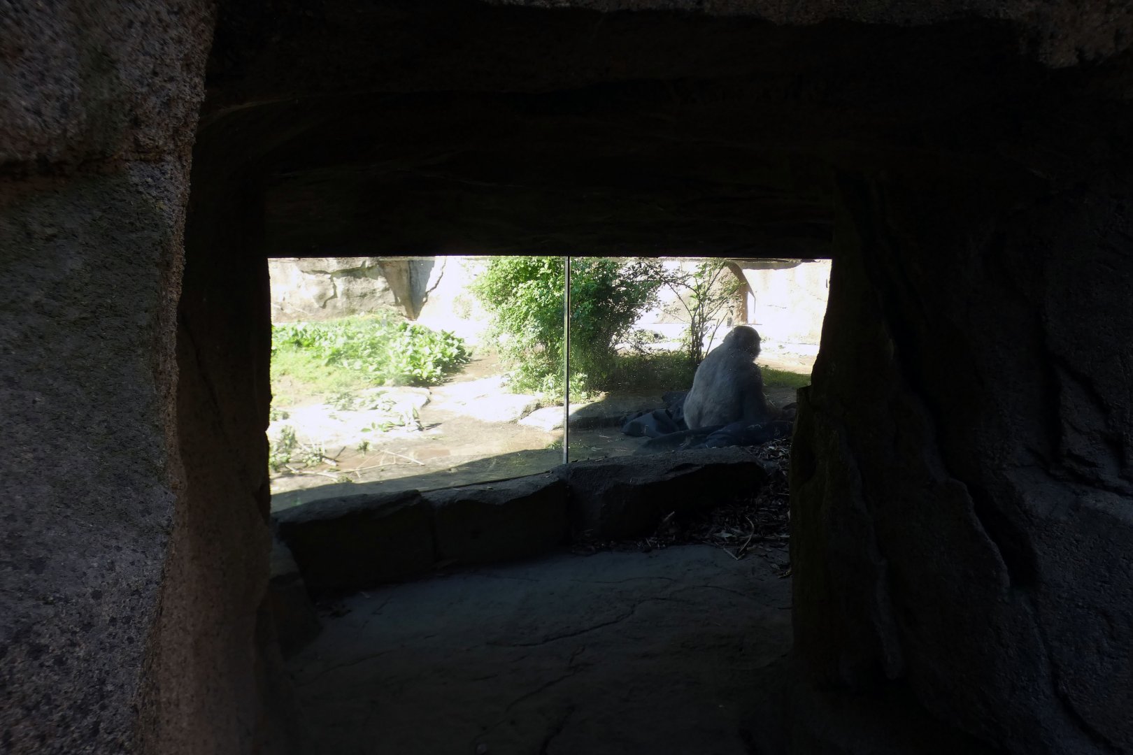 Jun. 2021 - Gorilla World - Glass Viewing to Outdoor Exhibit (Added in 2017)