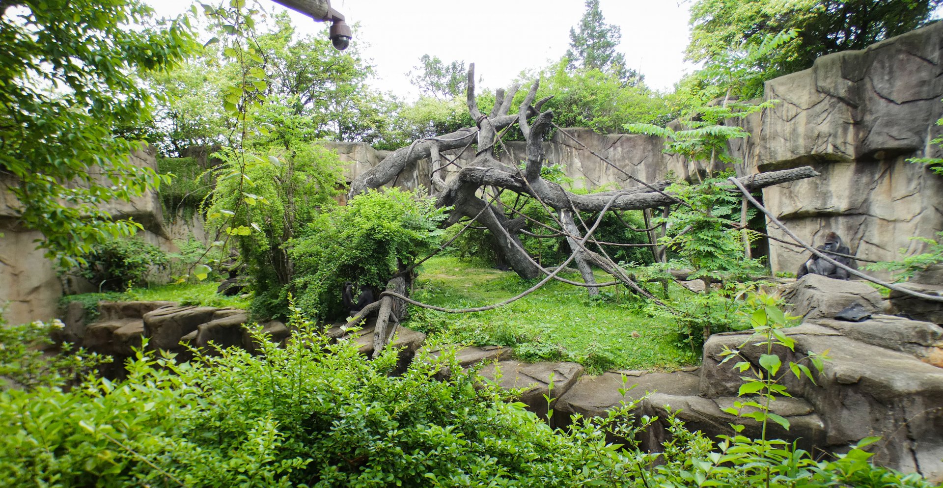 Jun. 2021 - Gorilla World - Gorilla Exhibit