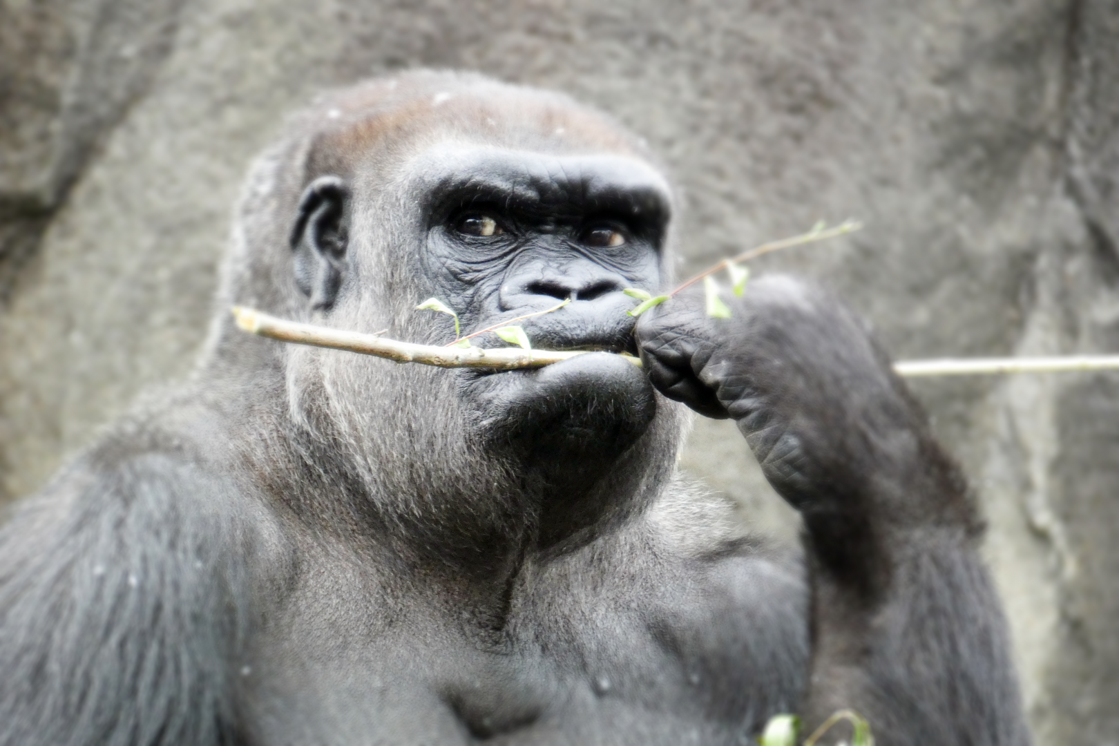 Jun. 2021 - Gorilla World - M'linzi