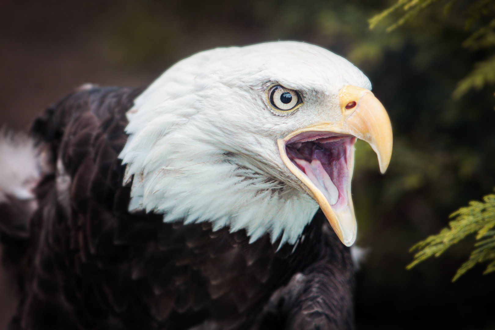 Jun. 2021 - Grizzly Ridge - Bald Eagle