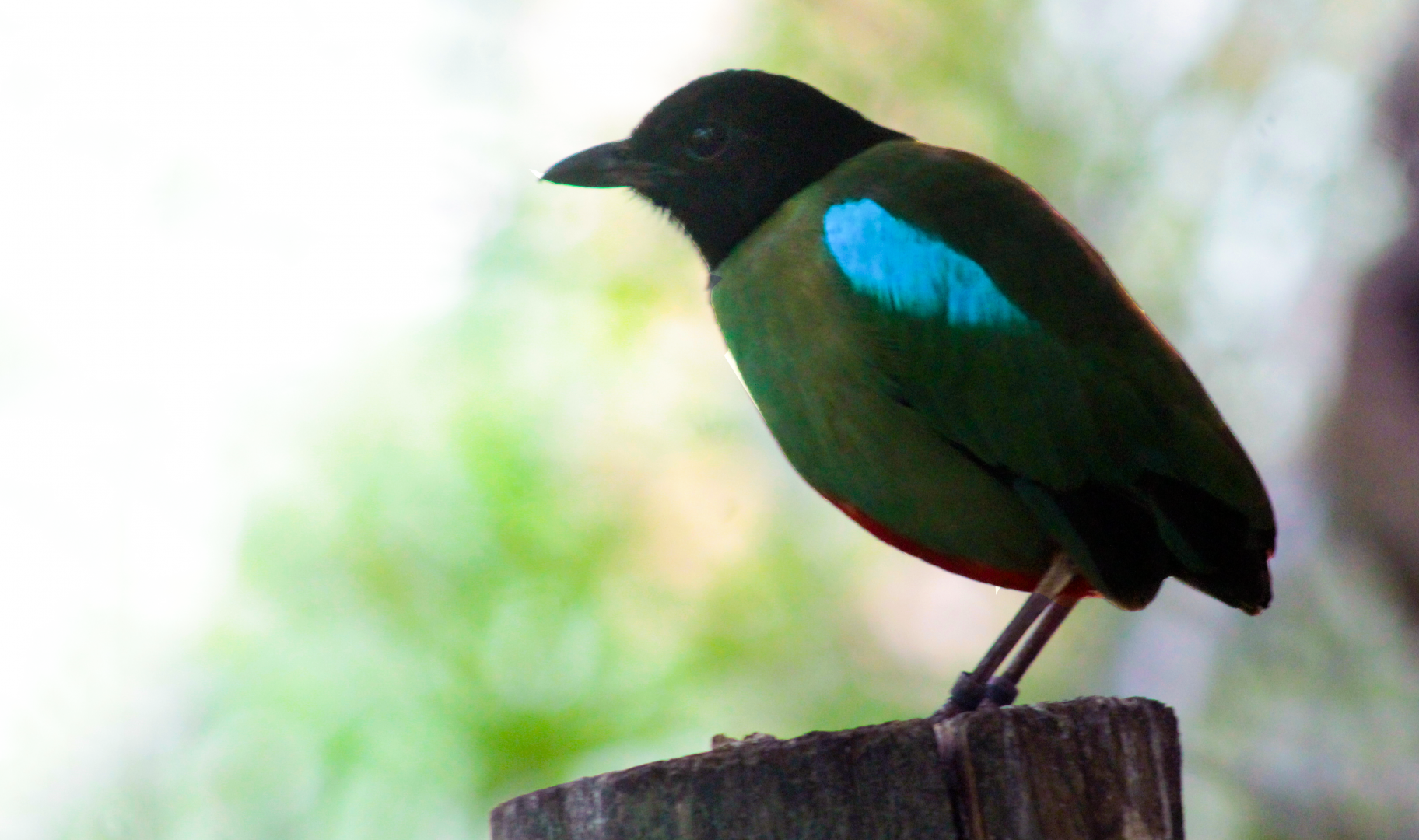 Jun. 2021 - Indonesian Rain Forest - Hooded Pitta