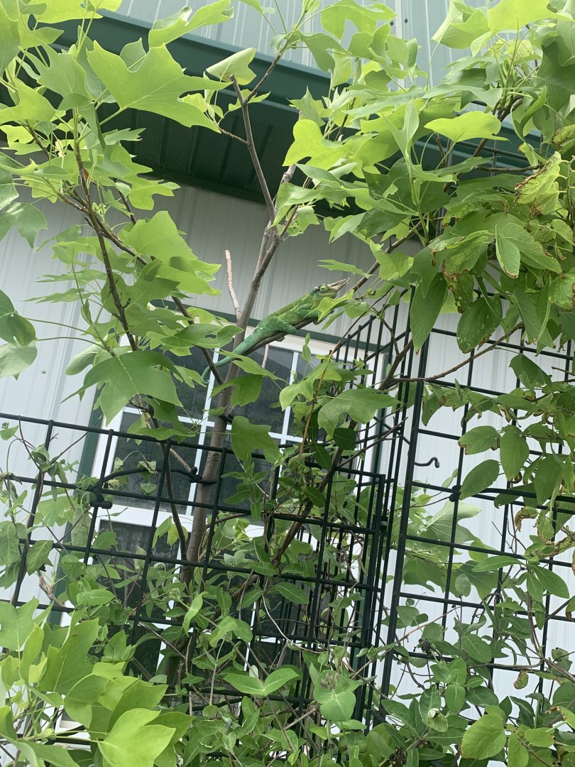 Jun. 2021- Jackson’s chameleon