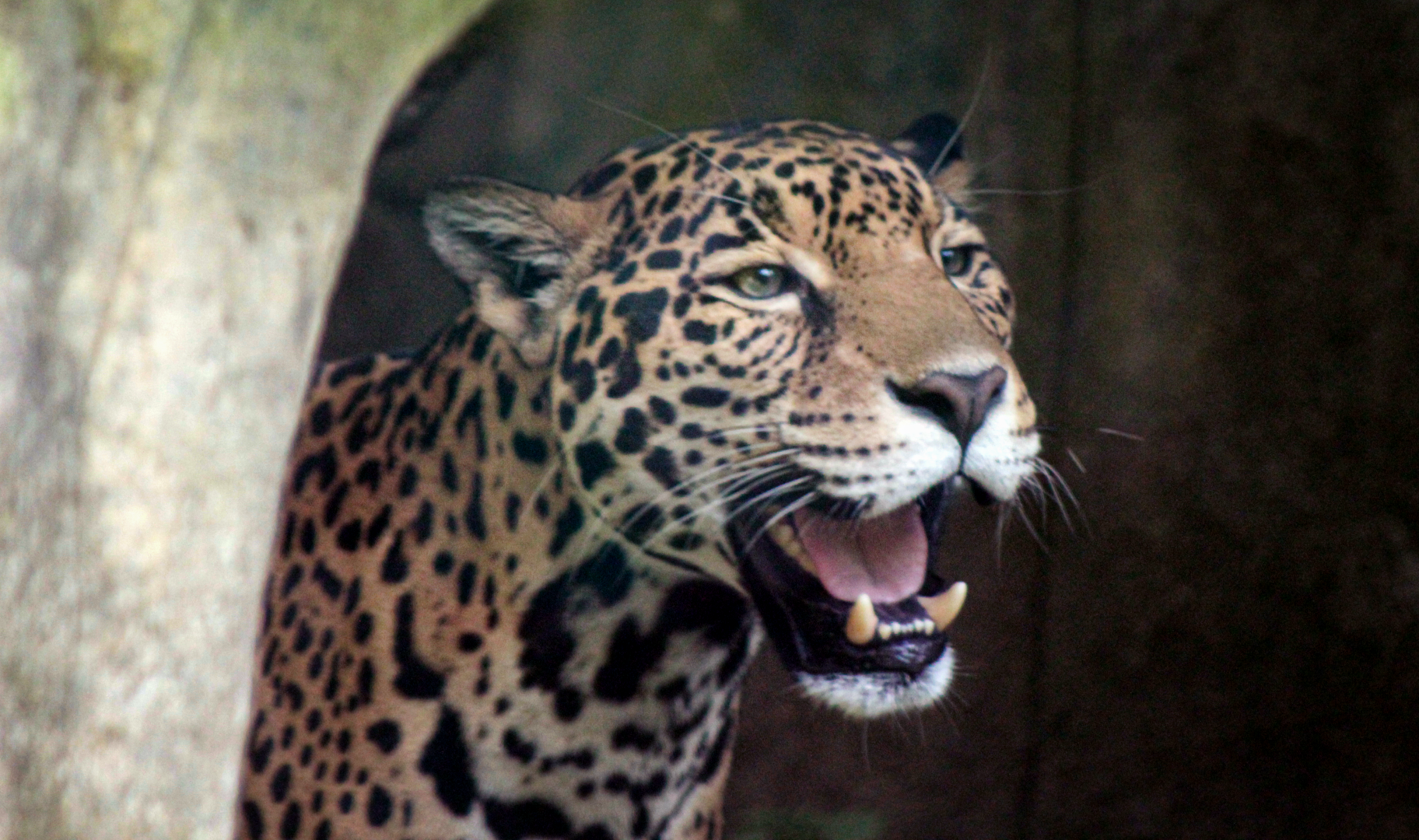 Jun. 2021 - Legends of the Wild -Jaguar