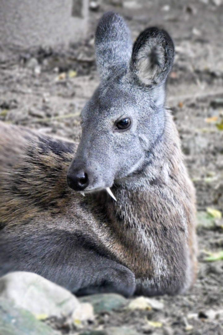 Jun. 2021 - Legends of the Wild - Siberian Musk Deer