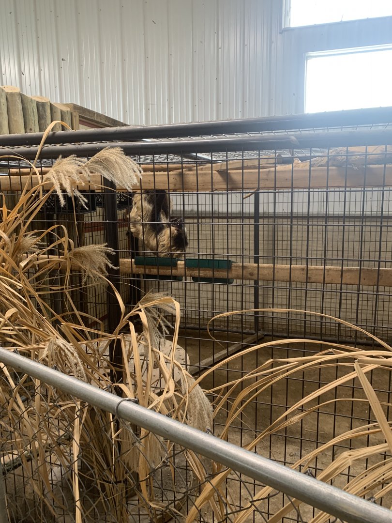 Jun. 2021- Linnaeus’s two-toed sloth holding cage