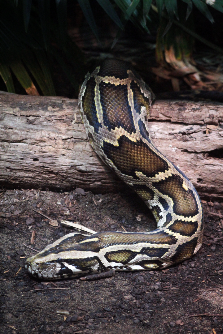 Jun. 2021 - Manatee Springs - Burmese Python
