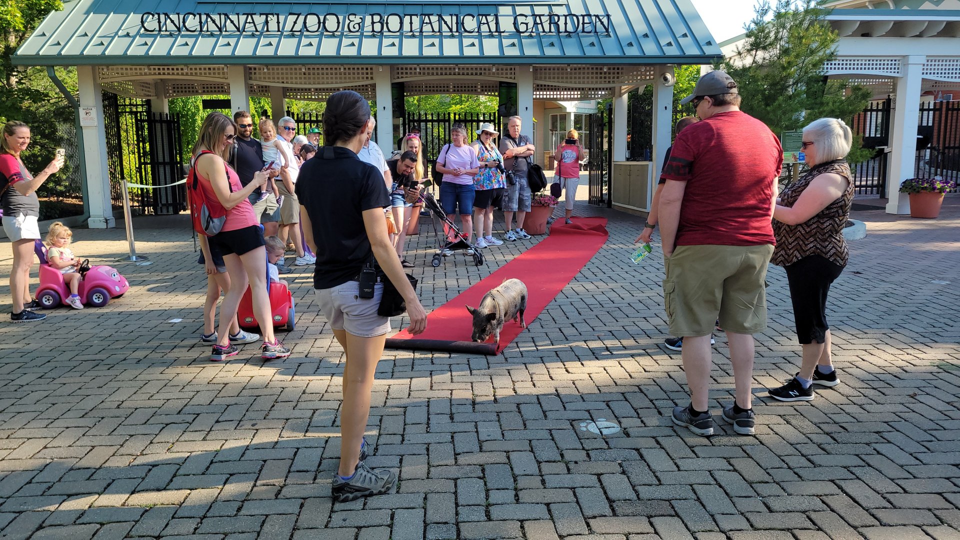 Jun. 2021 - Miniature Pig Pushing the Red Carpet (For Members)