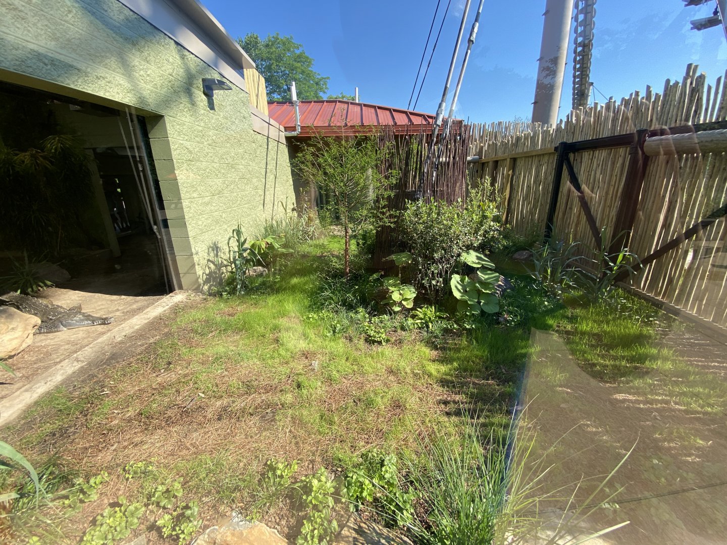 Jun. 2021 - New! Alligators & Crocodiles: The Fight to Survive (2021) - Orinoco Crocodile Exhibit