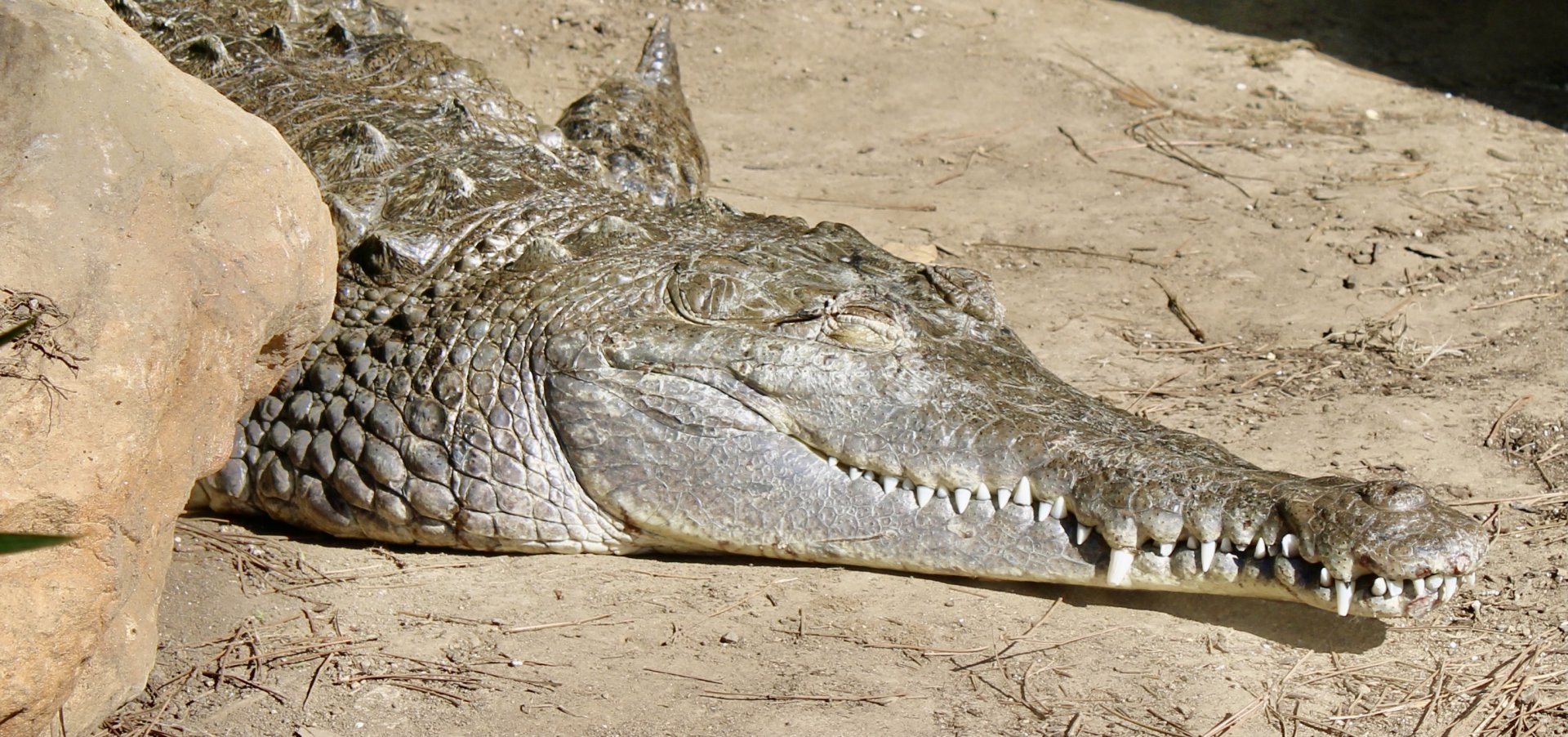 Jun. 2021 - New! Alligators & Crocodiles: The Fight to Survive (2021) - Orinoco Crocodile