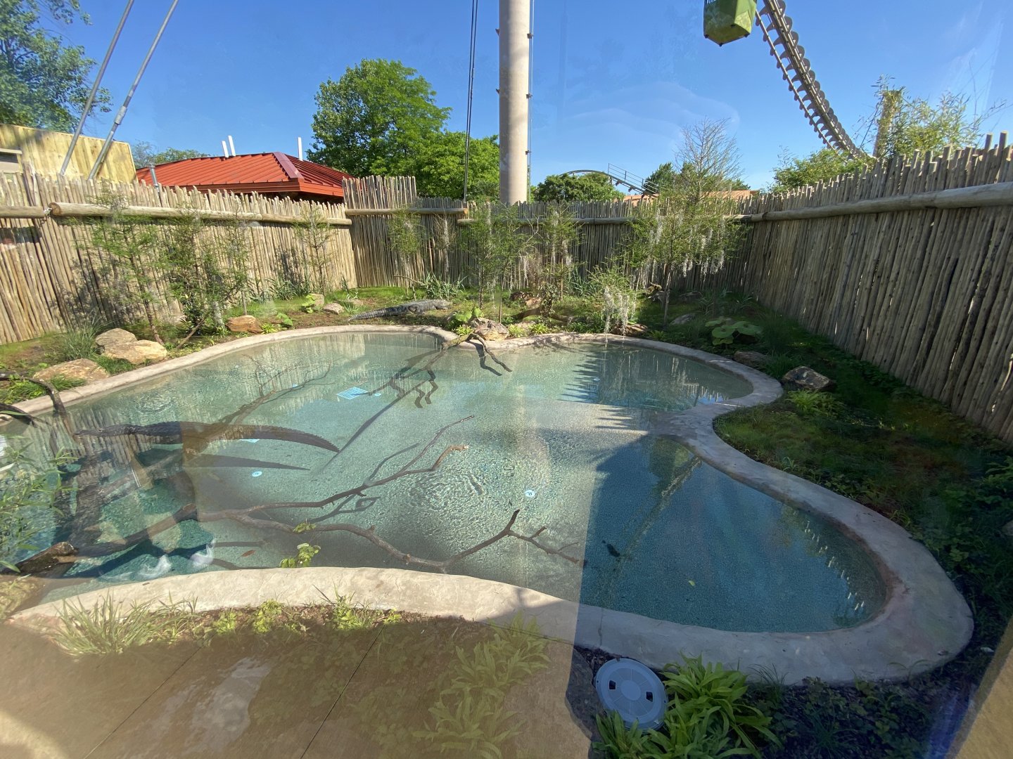 Jun. 2021 - New! Alligators & Crocodiles: The Fight to Survive - American Alligator Exhibit