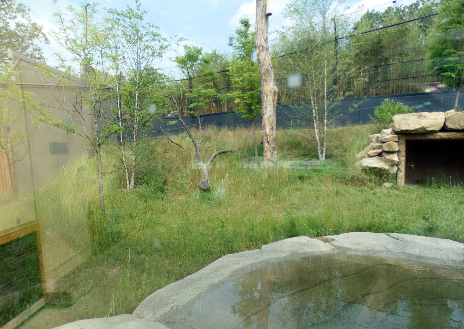 Jun. 2021 - New! Wild Asia - Second Sumatran Tiger Exhibit