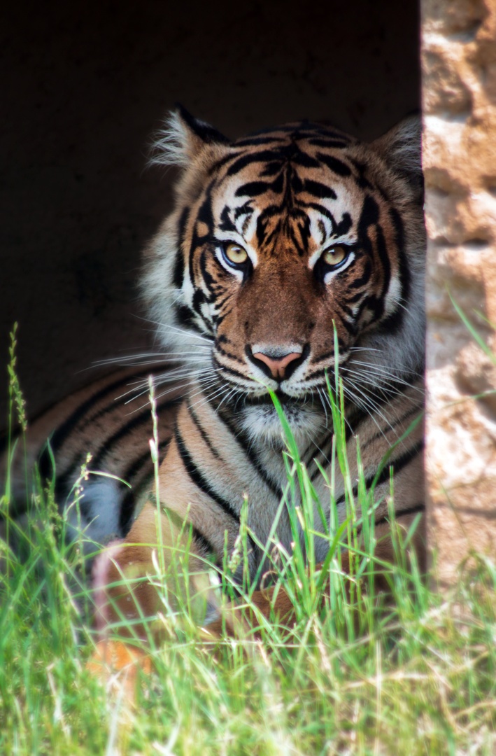 Jun. 2021 - New! Wild Asia - Sumatran Tiger