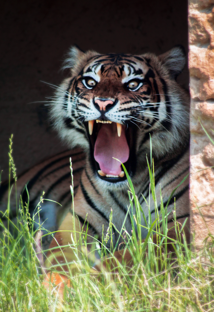 Jun. 2021 - New! Wild Asia - Sumatran Tiger