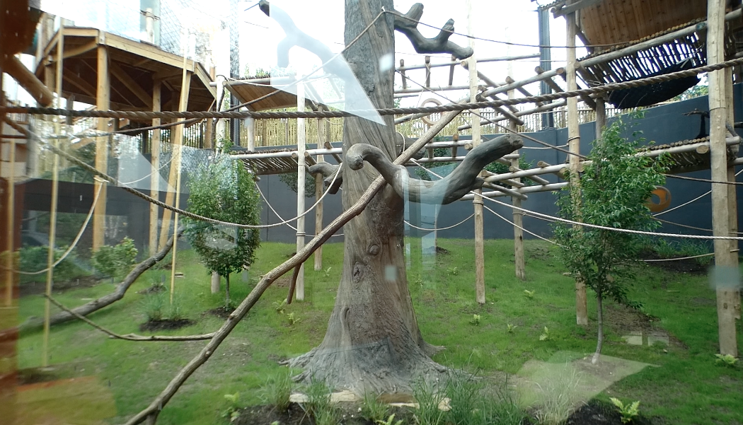 Jun. 2021 - New! Wild Asia - White-cheeked Gibbon Exhibit - Ground Level