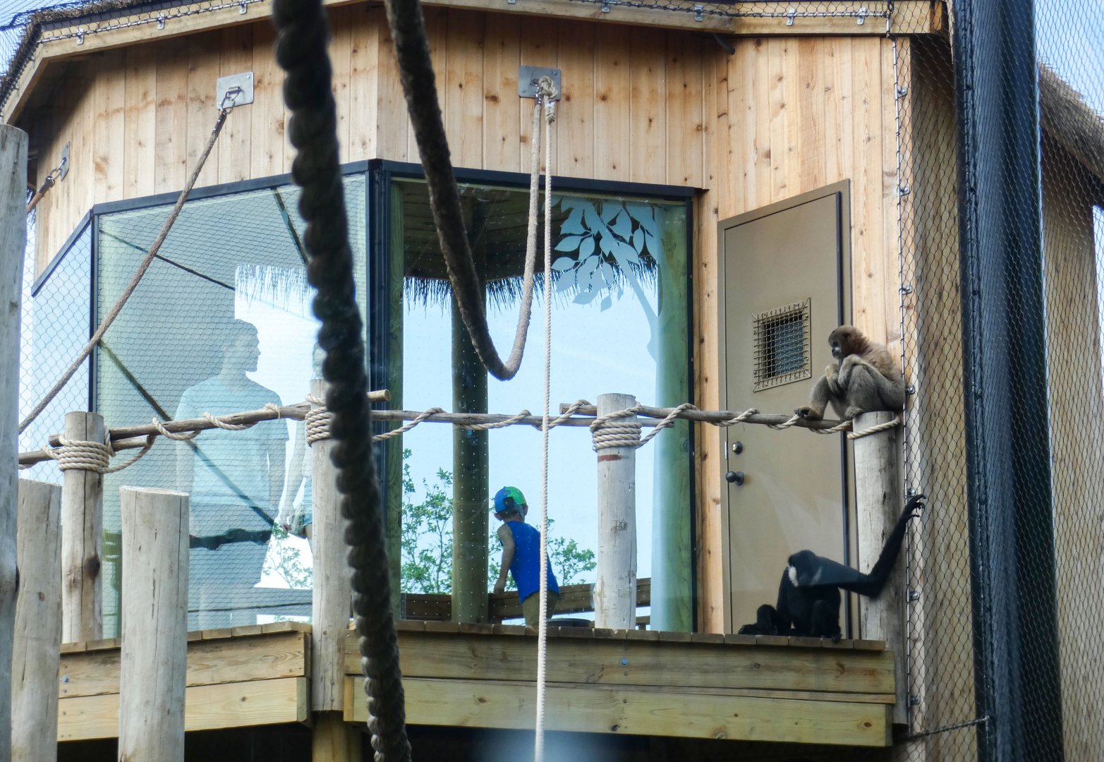 Jun. 2021 - New! Wild Asia - White-cheeked Gibbon Exhibit - Treehouse Platform