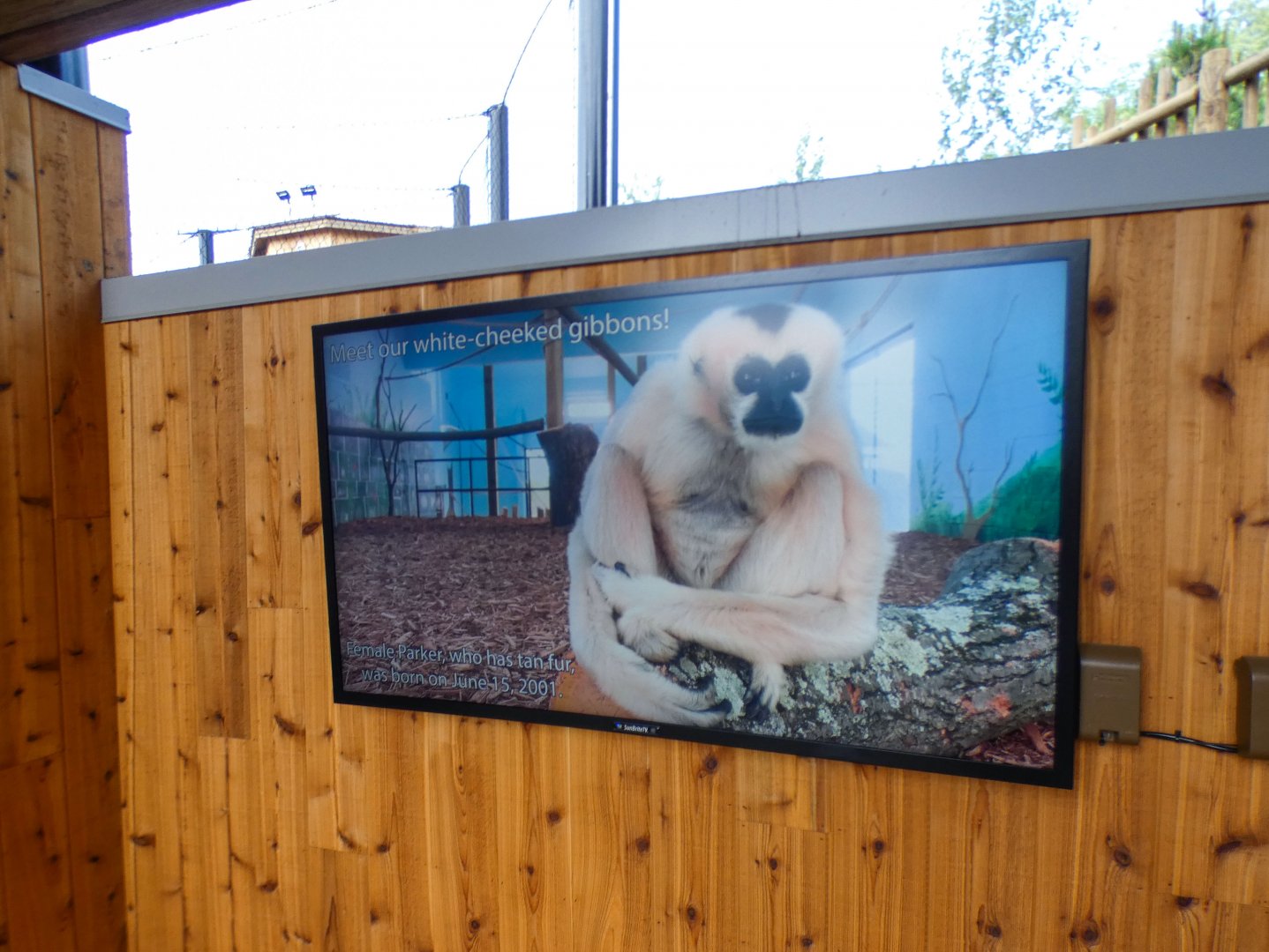 Jun. 2021 - New! Wild Asia - White-cheeked Gibbon Exhibit - Video Monitor