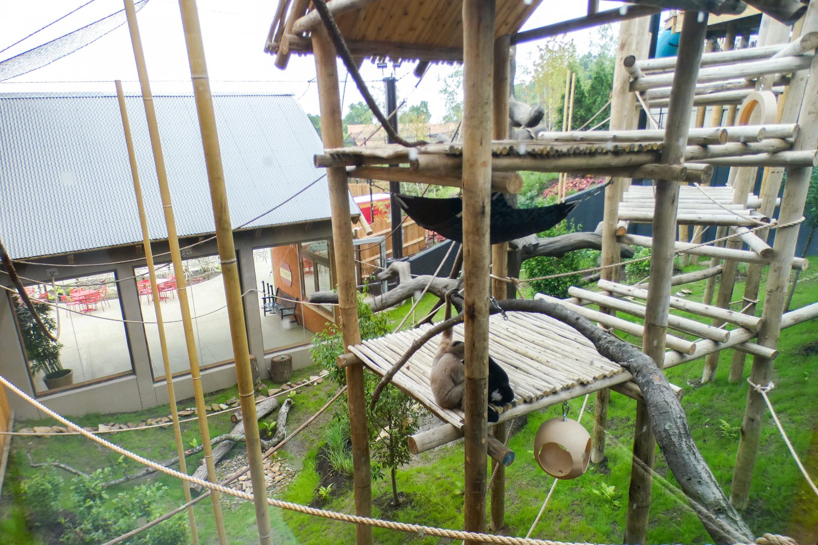 Jun. 2021 - New! Wild Asia - White-cheeked Gibbon Exhibit