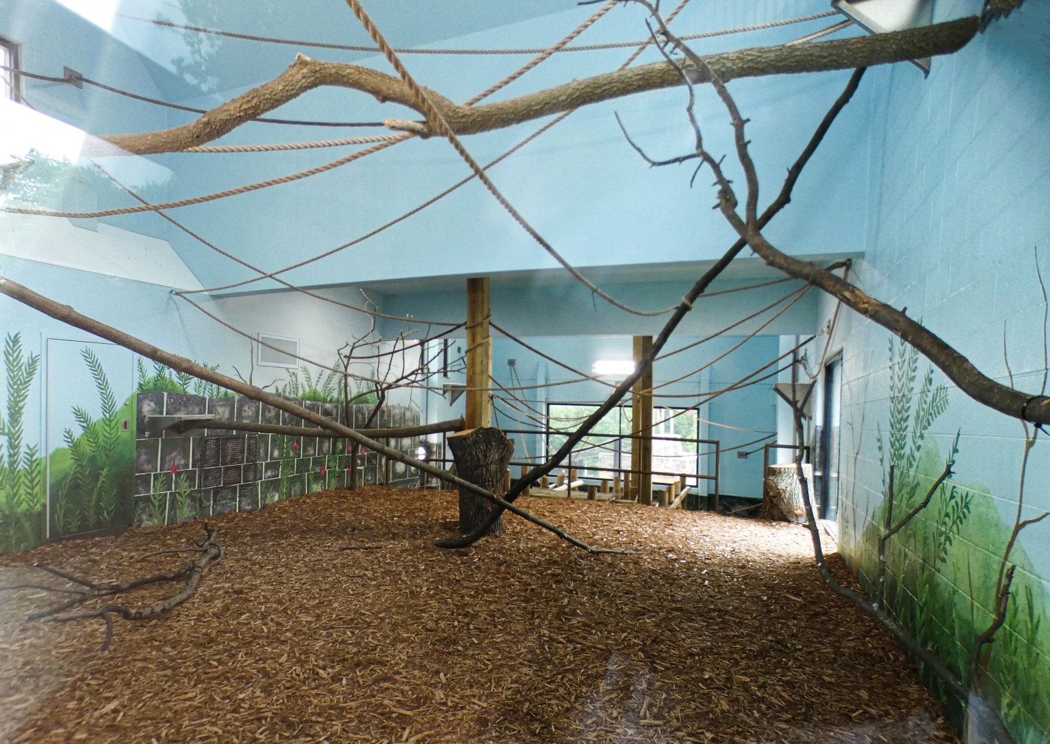Jun. 2021 - New! Wild Asia - White-cheeked Gibbon Indoor Exhibit - Elevated View