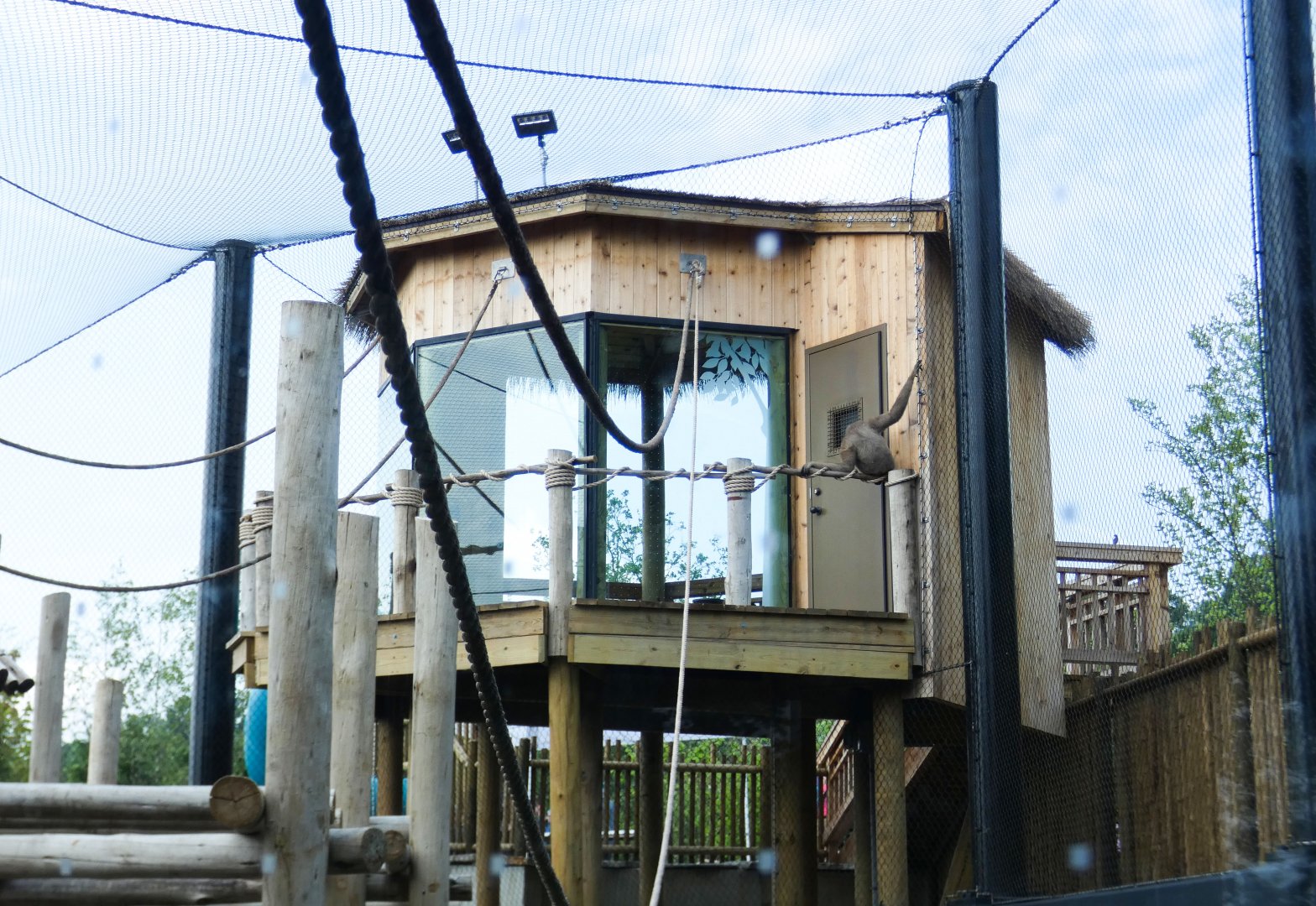 Jun. 2021 - New! Wild Asia - White-cheeked Gibbon - Treehouse Platform